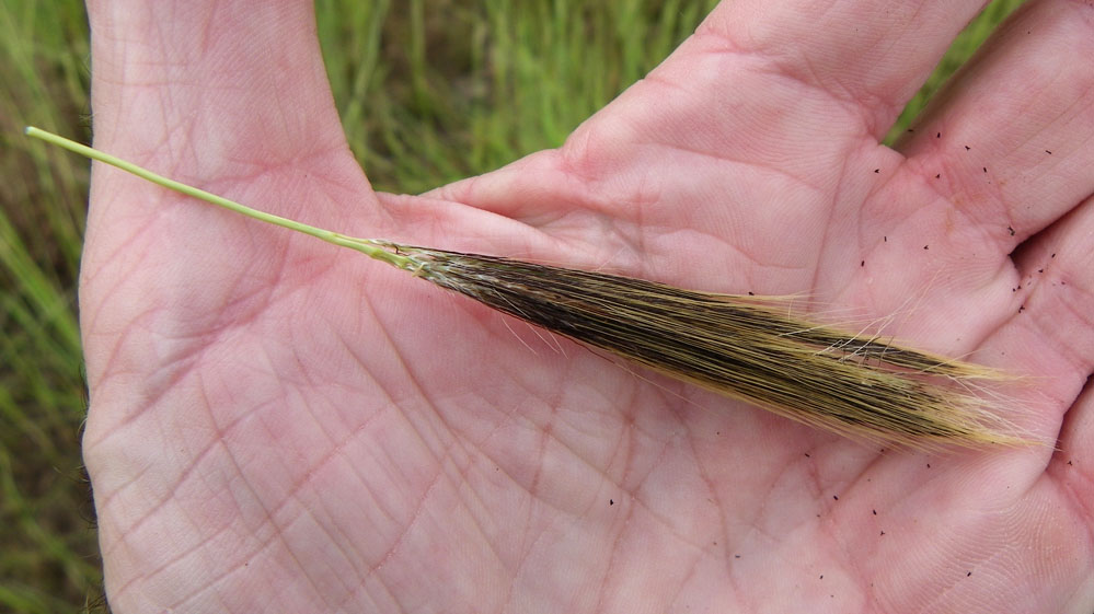 Fig. 12. Image of flowering head (inflorescence) of Pseudopogonatherum contortum showing spikelets obscured by awns. (CC By: RJCummming d53777a)