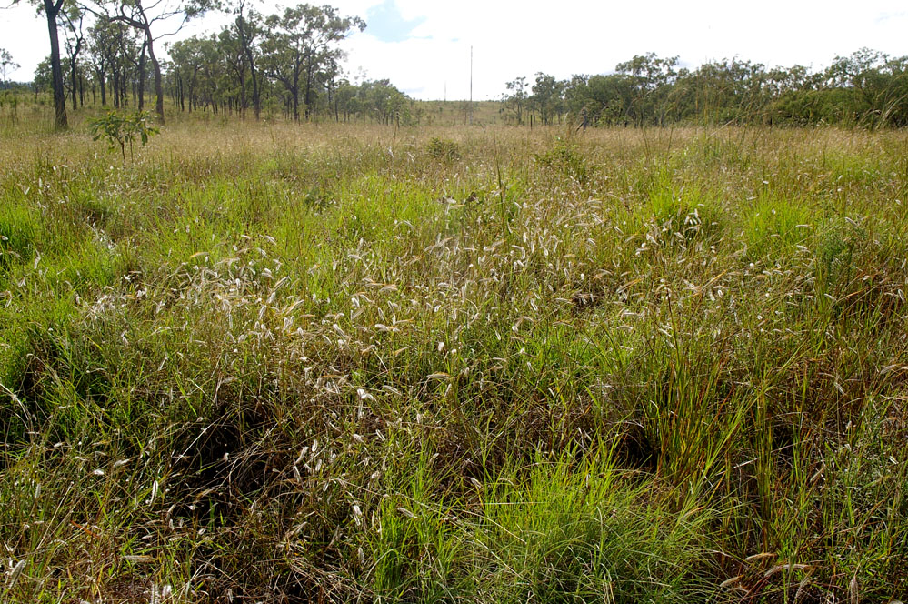 Fig. 13. Image of a patch of Dichanthium sericeum in situ. (CC By: RJCumming d19237a)