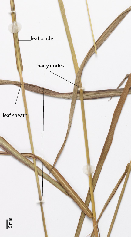 Fig. 2. Close up of leafy stems of a pressed specimen of Dichanthium sericeum (MBA7132) showing tuft of white hairs around nodes. 