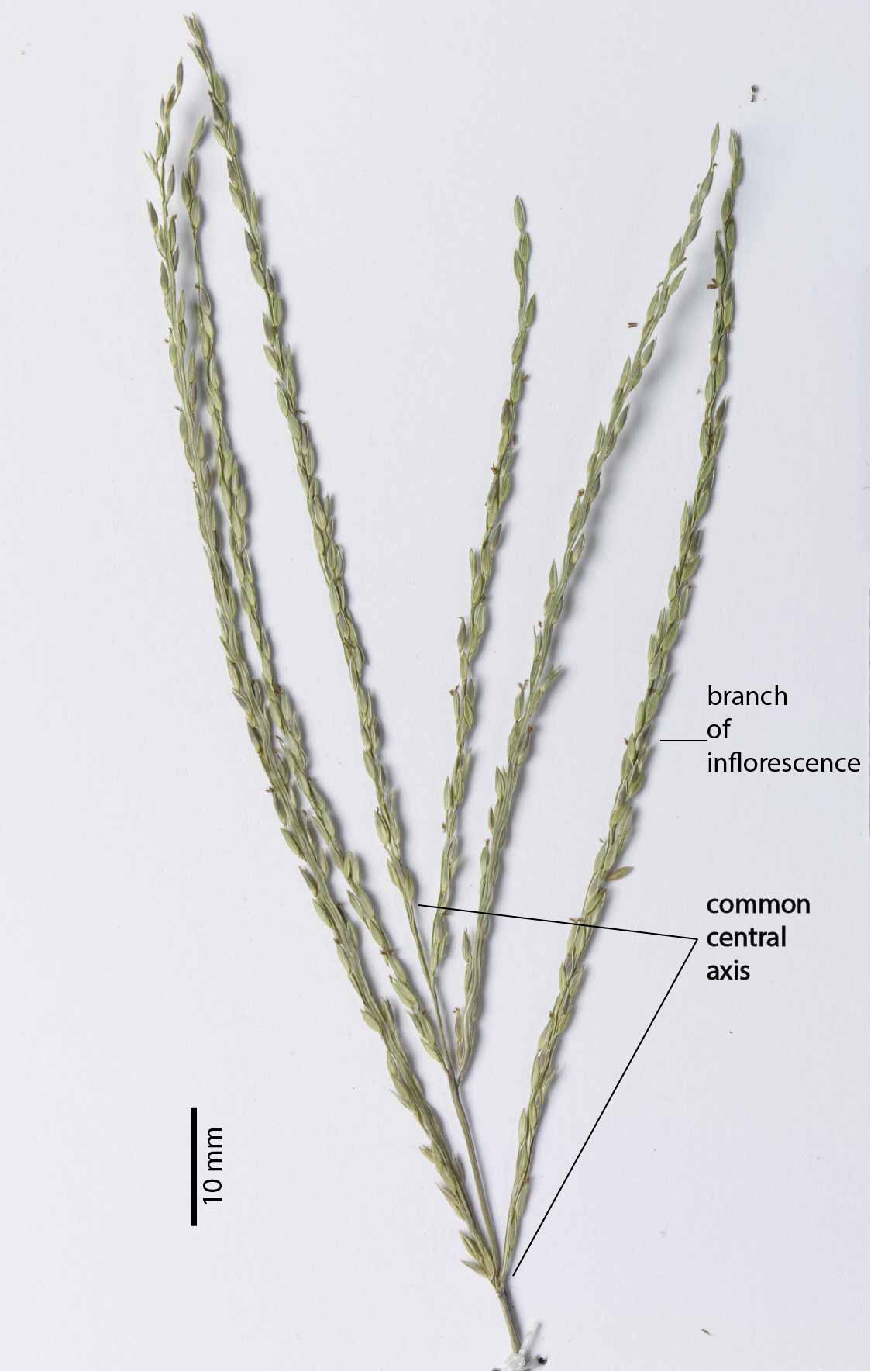 Fig. 2. Inflorescence of pressed Digitaria setigera specimen showing basal pair of branches and extended central access (CNS142894).