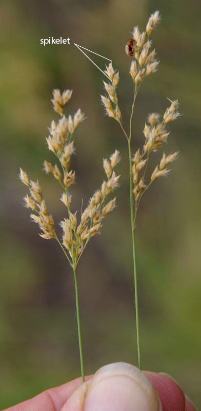 Fig.2. Image of inflorescences of Eriachne obtusa showing arrangement of spikelets in flowering head. (CC By: RJC d820a)