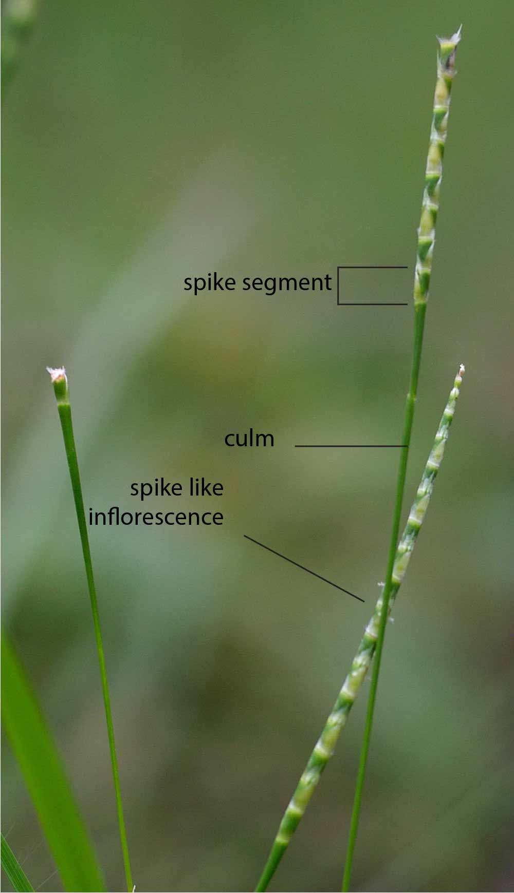 Fig. 2. Image of inflorescences of Mnesithea formosa. (CC-BY: RJCumming d20413a)