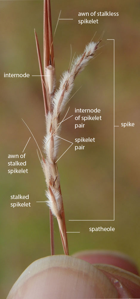 Fig. 2. Image of inflorescence of Schizachyrium occultum showing spike, sheathing spatheole and details of spikelet pairs. (CC By: RJCumming d53593a).