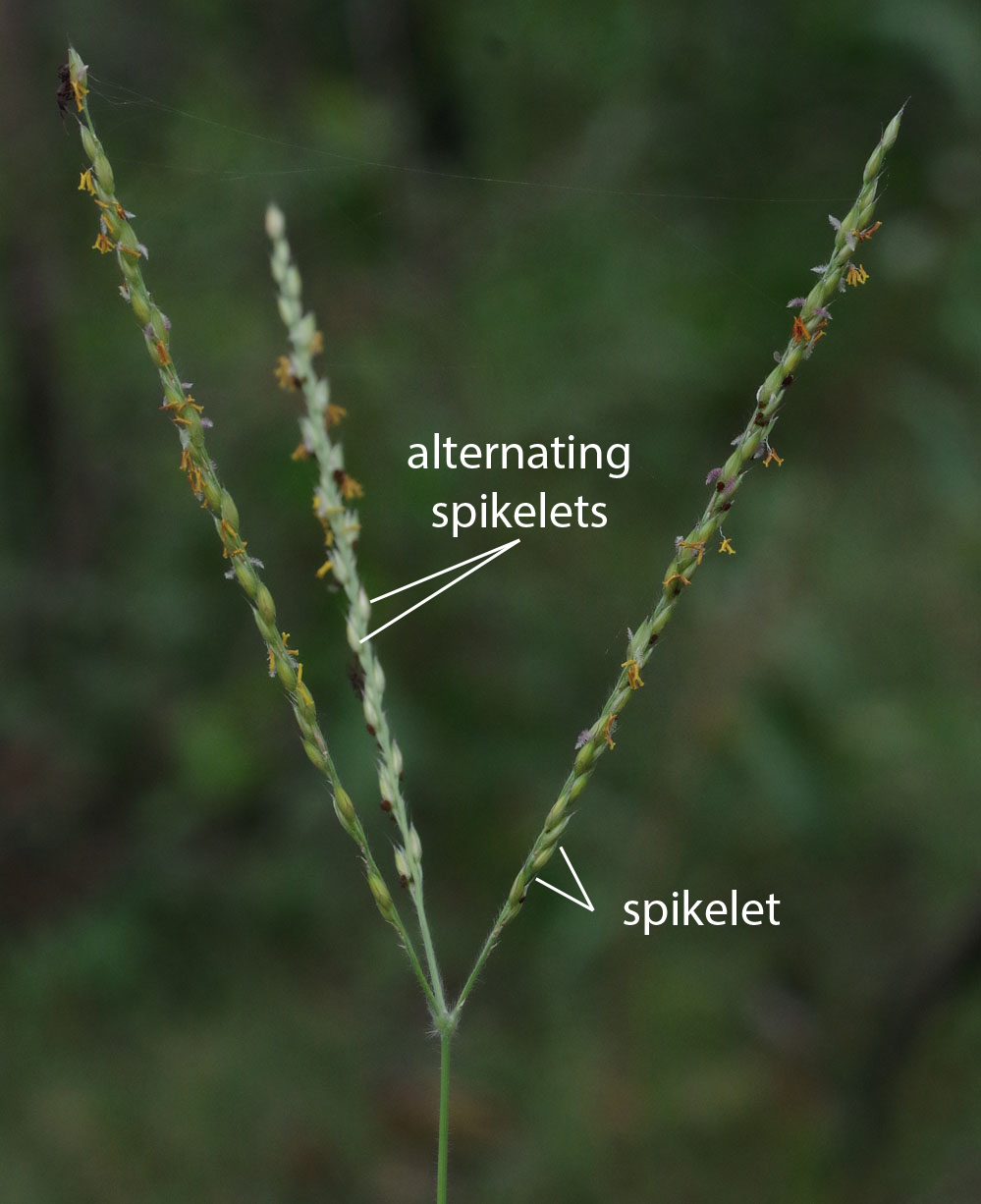 Fig. 3. Image of inflorescence of Alloteropsis semialata showing three branches of flowering head and arrangement of spikelets. (CC By: RJCumming d82249a)