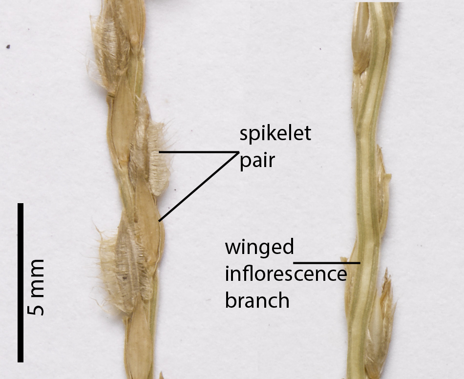 Fig. 3. Section of inflorescence of a pressed herbarium specimen of Digitaria bicornis (MBA6882).