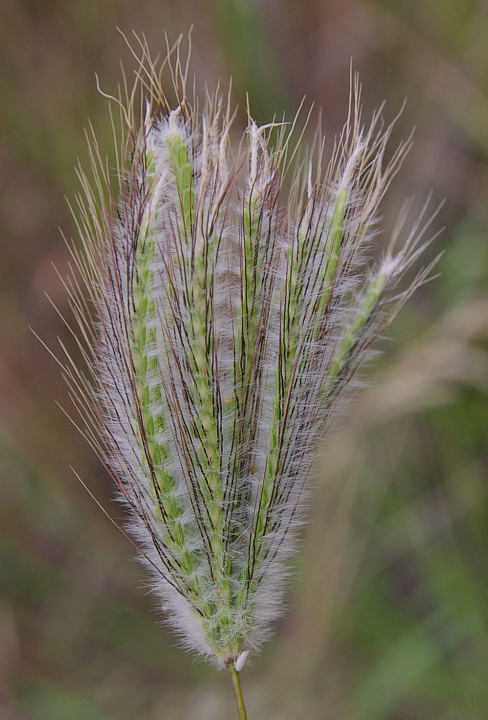 Fig. 3. Image of flowering head (inflorescence) of Dichanthium sericeum. (CC By: RJCumming d17424a)