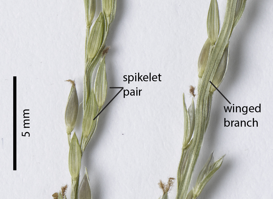 Fig. 3. Section of inflorescence of pressed Digitaria setigera (CNS142894) specimen showing arrangement of spikelet pairs and wing on branch stems.