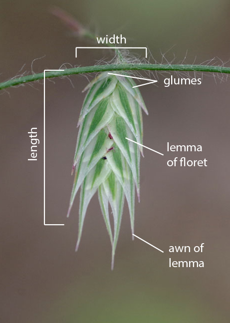 Fig 3. Image of spikelet of Ectrosia nervilemma showing shape of spikelet and arrangement of florets. (CC By: RJ Cumming d77326a) 