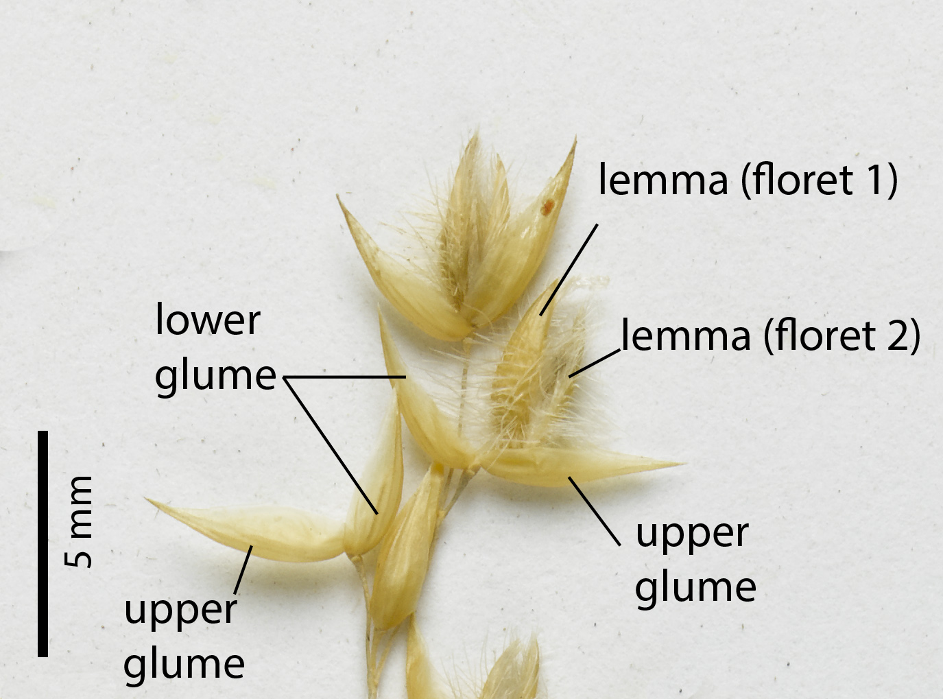 Fig. 3. Section of inflorescence of a pressed specimen of Eriachne obtusa (MBA9904), showing spikelet detail.
