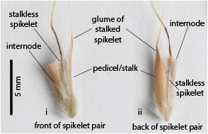 Fig 3. Image of two spikelet pairs from a pressed specimen of Schizachyrium occultum (MBA7221). Showing: i) front of spikelet pair with stalkless spikelet not easily visible; and ii) back of spikelet pair with prominent stalked spikelet and internode visible. 
