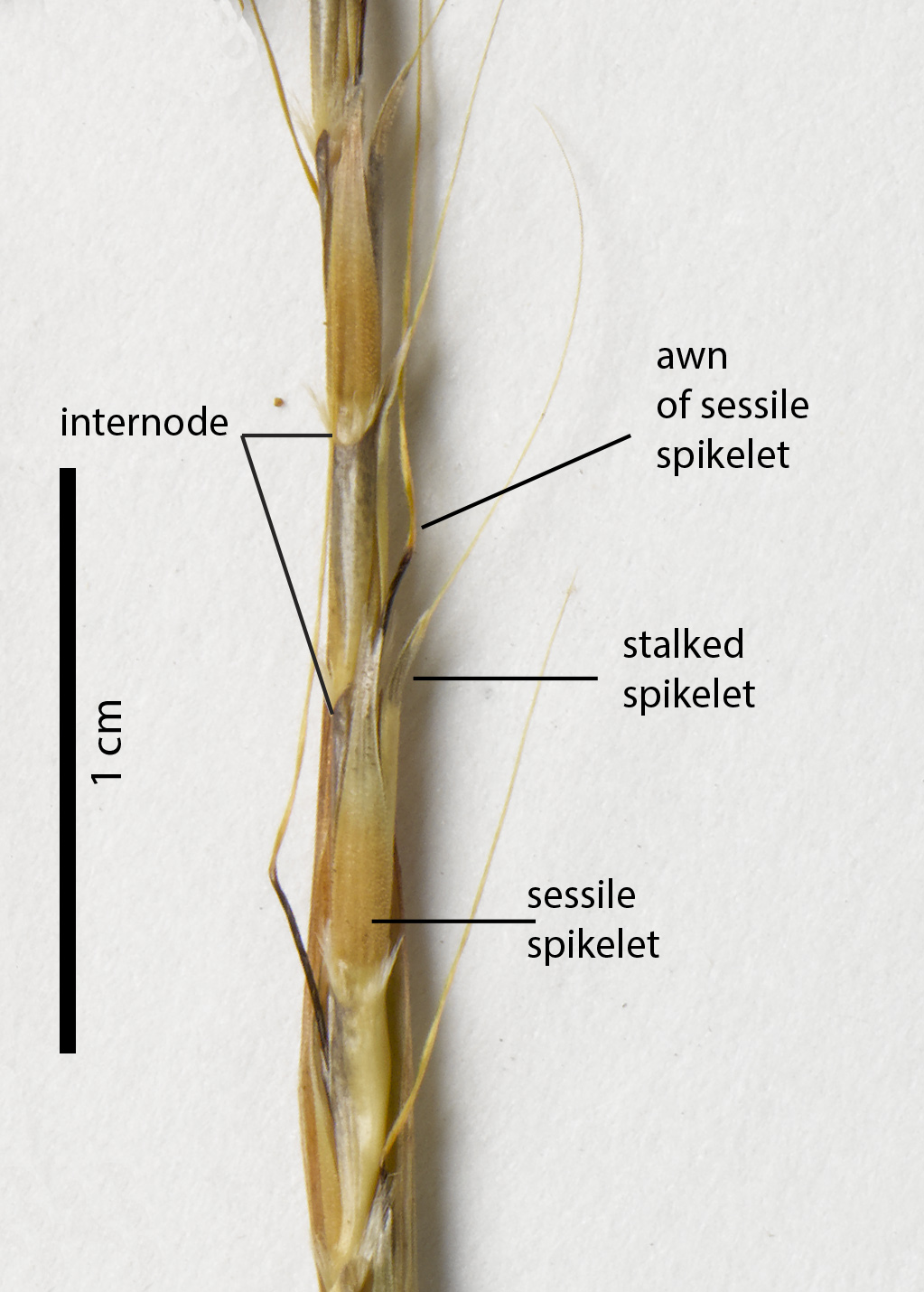 Fig. 3. Section of infloresence of a pressed herbarium specimen of Schizachyrium pseudeulalia (QRS81199) showing arrangement on spikelet pairs.