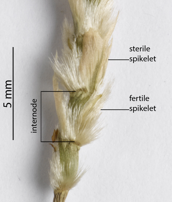 Fig. 3b. Close up of the infloresence of a pressed specimen of Mnesithea formosa (CNS131285) showing sterile and fertile spikelets from the same segment.