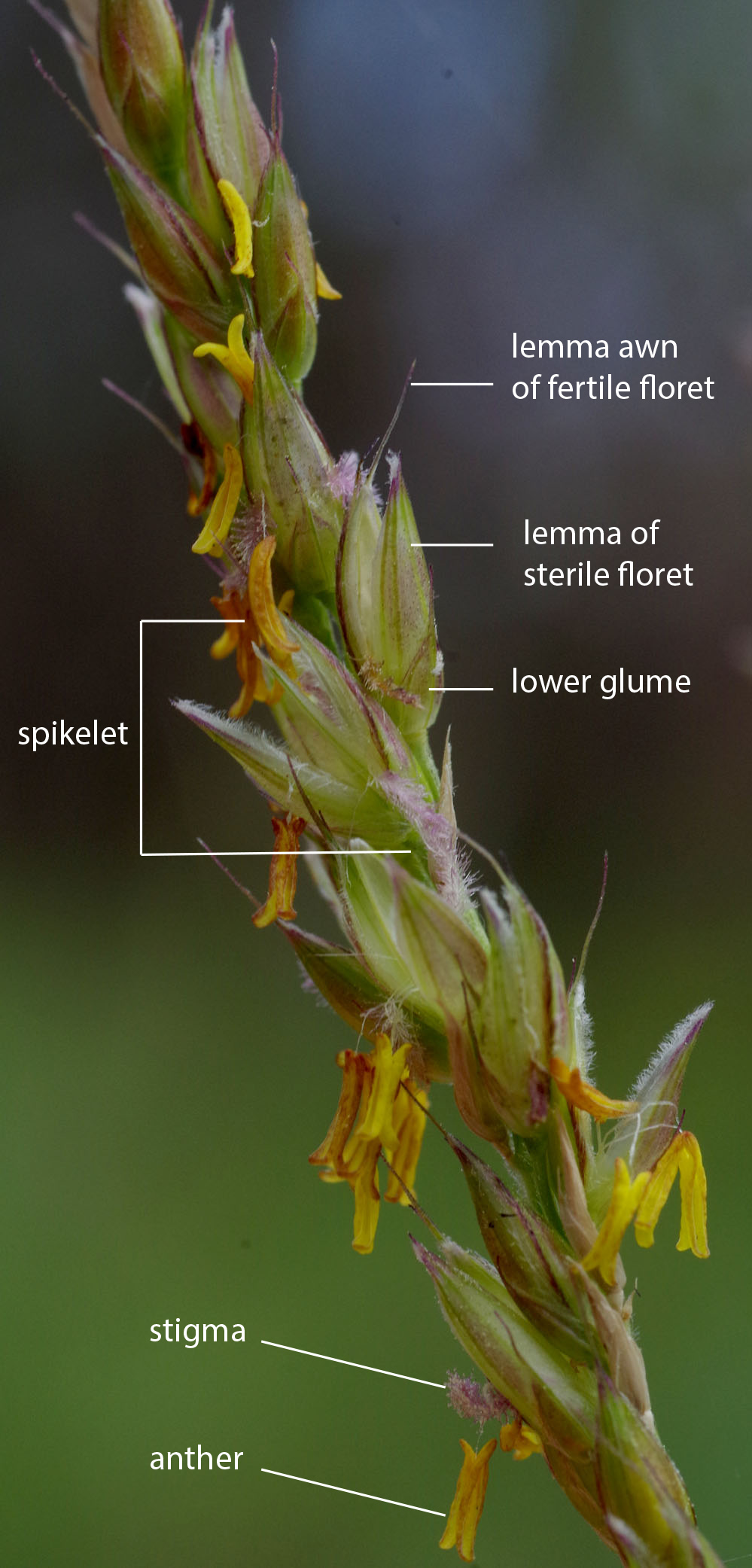 Fig. 4. Image of section of inflorescence of Alloteropsis semialata showing details of spikelets. (CC By: RJCumming d70799a)