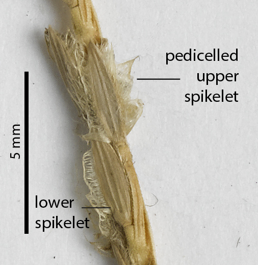 Fig. 4. Spikelet pair on a pressed herbarium specimen of Digitaria bicornis (MBA6885).