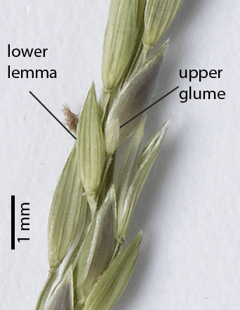 Fig. 4. Spikelet pairs of pressed Digitaria setigera (CNS142894) specimen showing upper glume and absence of lower glume.
