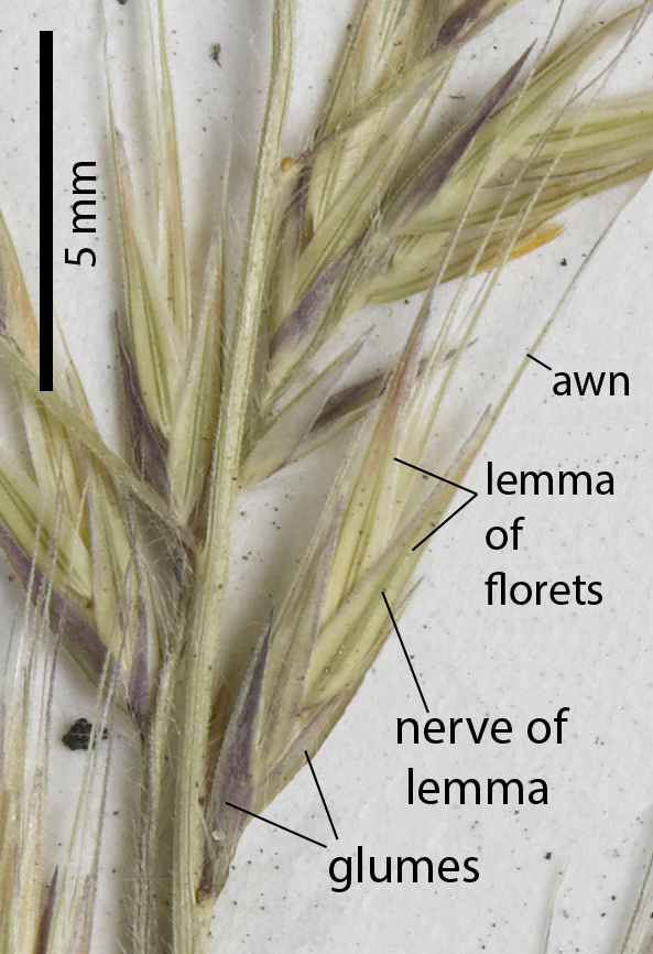 Fig. 4. Section of infloresence on a pressed herbariumn specimen of Ectrosia laxa (MBA6493) showing individual spikelet and spikelet details.