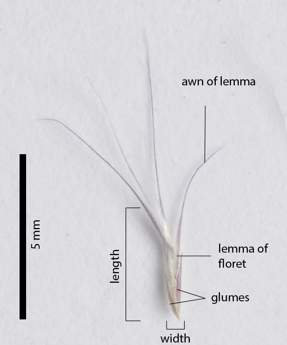 Fig. 4. Spikelet from a pressed specimen of Ectrosia leporina (CNS136701) showing long narrow spikelet and long awns. 