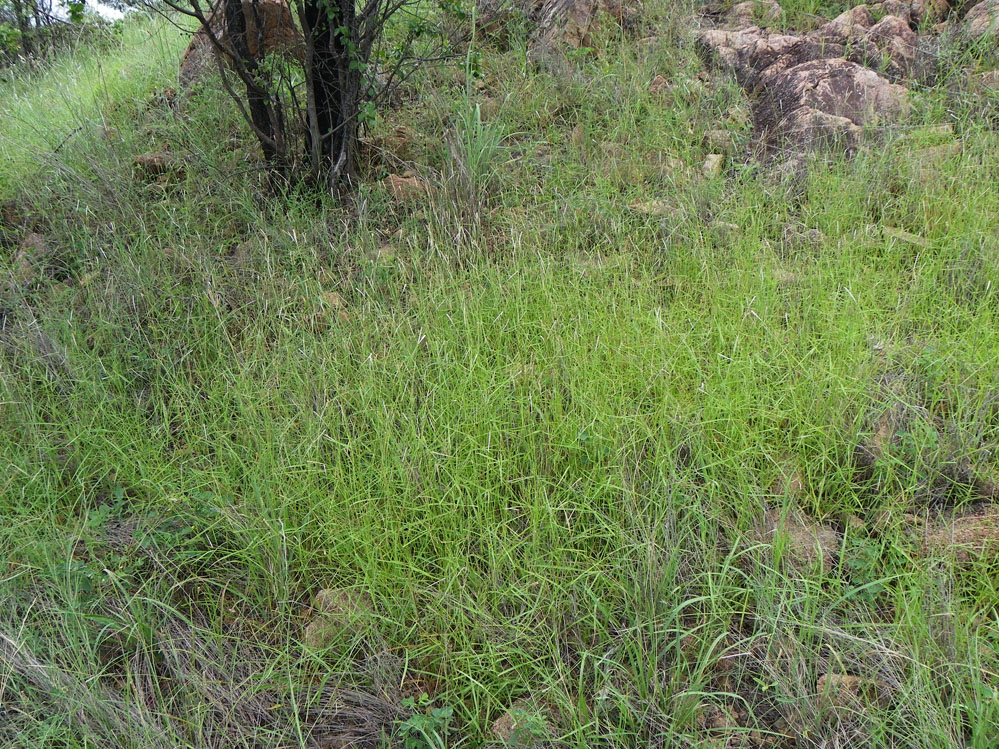 Fig. 4. Mnesithea formosa in situ with silky white tops visible. (CC BY: RJCumming d51144a)