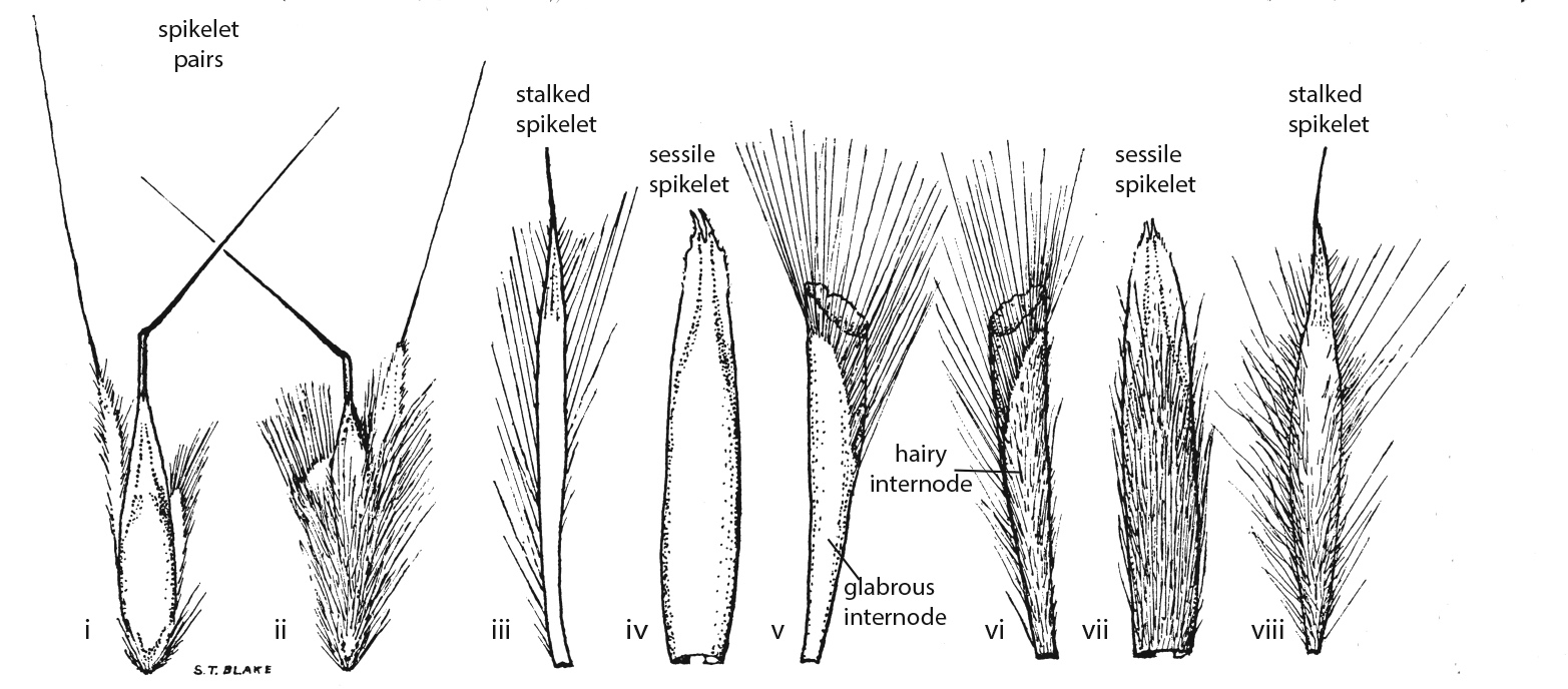 Fig 4. Line drawings of Schizachyrium fragile spikelet pairs showing variability in hairiness (taken from Blake 1974). i) & ii) spikelet pair with internode; iii) & viii) stalked spikelet; iv) & vii) lower glume of sessile spikelet; v) & vi) internode. (CC By: S.T.Blake).