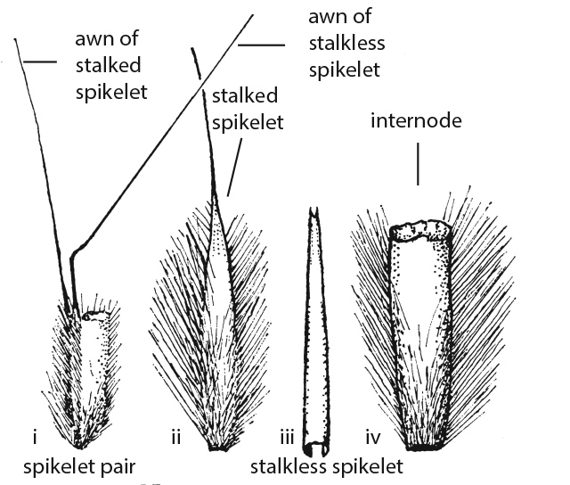 Fig 4. Line drawings of Schizachyrium occultum spikelet pair (reproduced from Blake 1974). Showing: i) spikelet pair with internode; ii) prominent stalked spikelet; iii) narrow lower glume of sessile spikelet; iv) stout internode. (CC By: S.T.Blake).