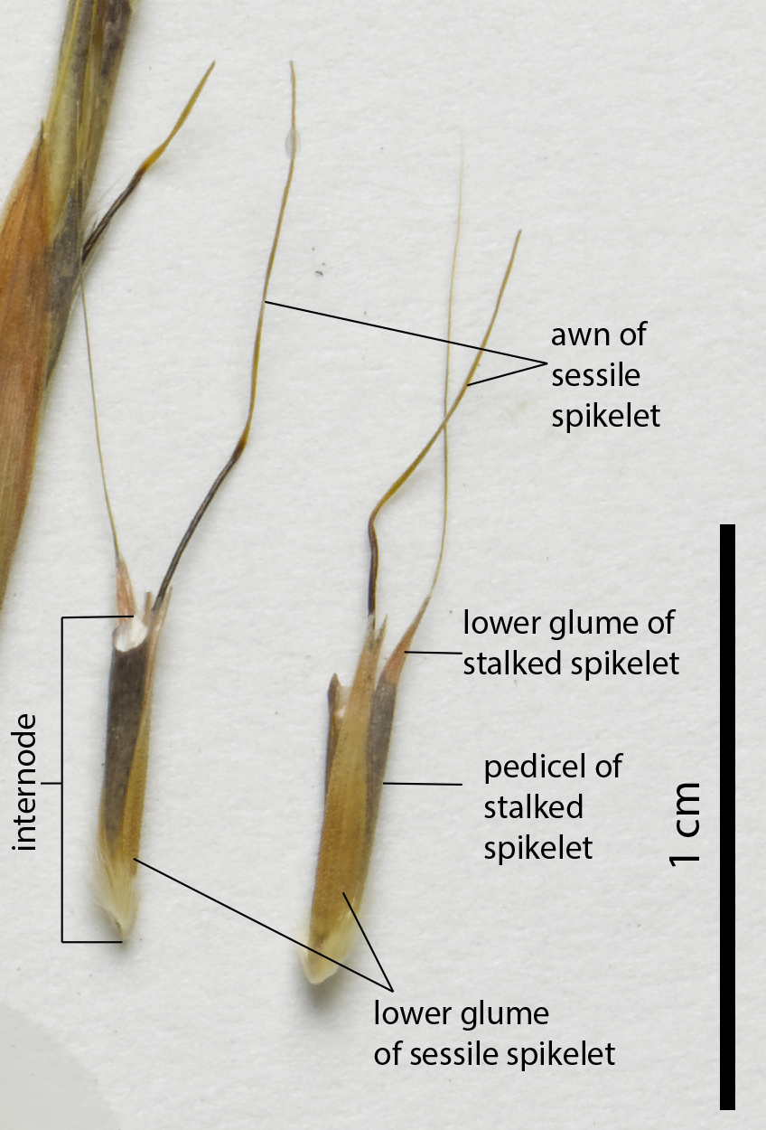 Fig. 4. Spikelet pairs of a pressed herbarium specimen of Schizachyrium pseudeulalia (QRS81199) showing the spikelet pairs when the inflorescence breaks apart and the arrangement of spikelets within the pairs.