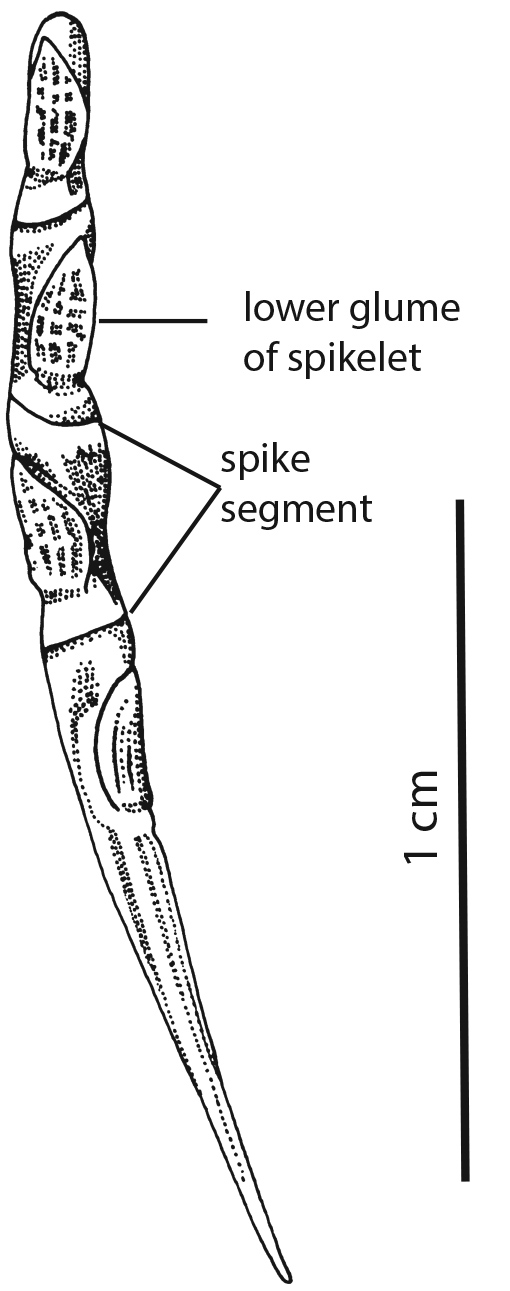 Fig 4. Line drawings of the inflorescence of Thaumastochloa pubescens. (CC By: WSmith BRI Herbarium).