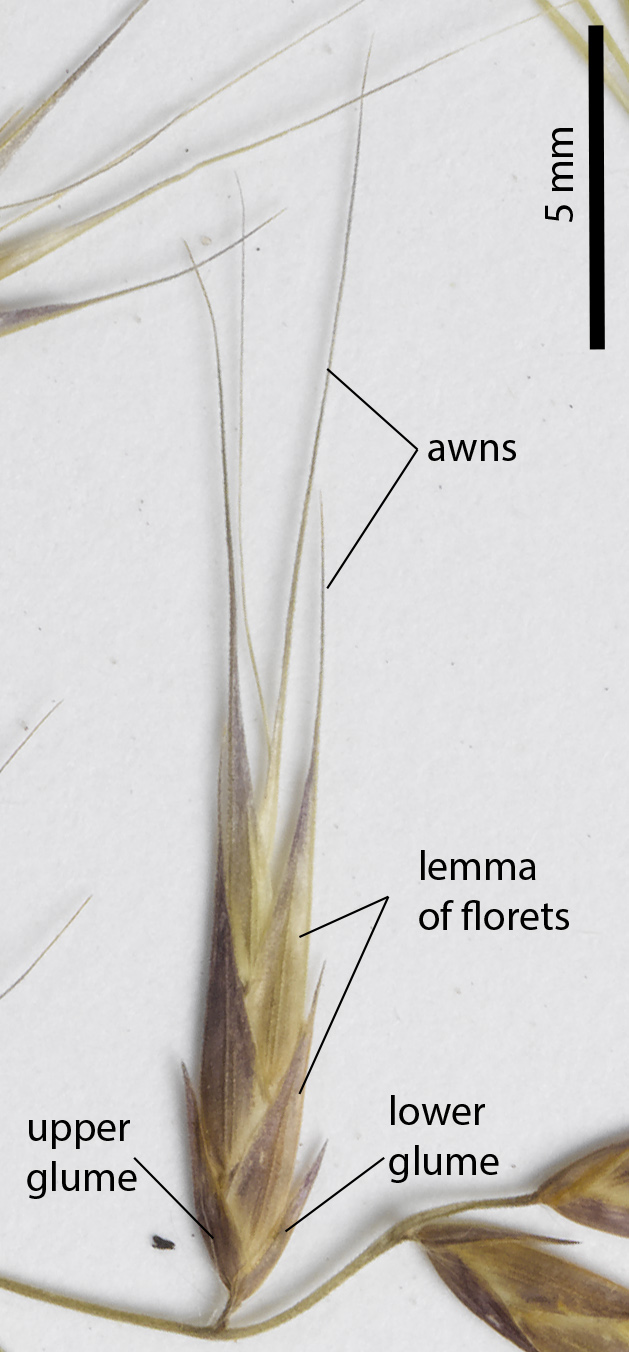Fig. 5. Spikelet on a pressed herbariumn specimen of Ectrosia. ovata (MBA6492) showing individual spikelet details.
