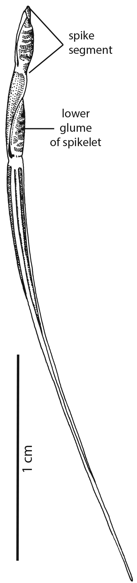 Fig 5. Line drawings of the inflorescence of Thaumastochloa brassii. (CC By: WSmith BRI Herbarium).