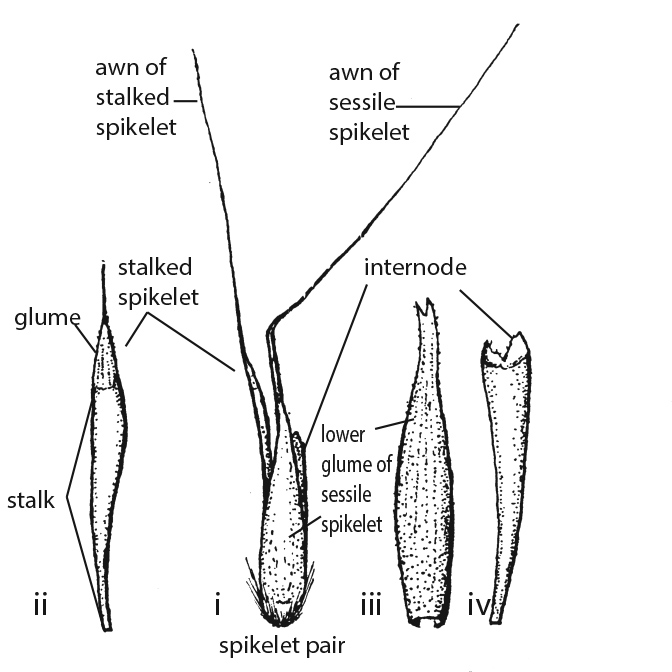 Fig 5a. Line drawings of glabrous form of Schizachyrium pseudeulalia spikelet pair (reproduced from Blake 1974). Showing i) spikelet pair with internode; ii) stalked spikelet; iii) lower glume of sessile spikelet; iv) internode. (CC By: S.T.Blake).
