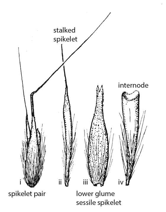 Fig 5b. Line drawings of hairy form of Schizachyrium pseudeulalia spikelet pair (reproduced from Blake 1974). Showing i) spikelet pair with internode; ii) stalked spikelet; iii) lower glume of sessile spikelet; iv) internode. (CC By: S.T.Blake).