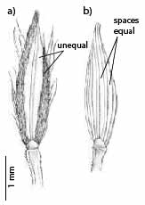 Fig.6. Line drawings repoduced from Vega & Agrasar 2006 of (a) upper and (b) lower spikelet of a Digitaria bicornis spikelet pair. Note the unequal spacing between the mid nerve and lateral nerve of the upper spikelet compared to the more or less equal spacing between the nerves on the lower spikelet. (CC BY: Vega & Agrasar 2006).