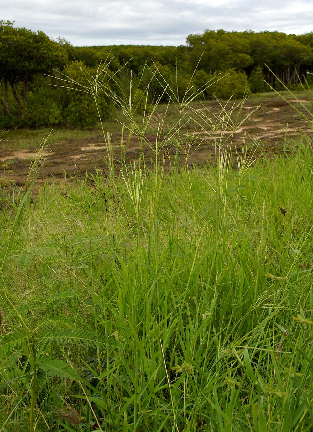 Fig. 6. Image of whole plant of Digitaria ciliaris showing the annual habit and many branches of the flowering head. (CC By: RJCumming d1353a).