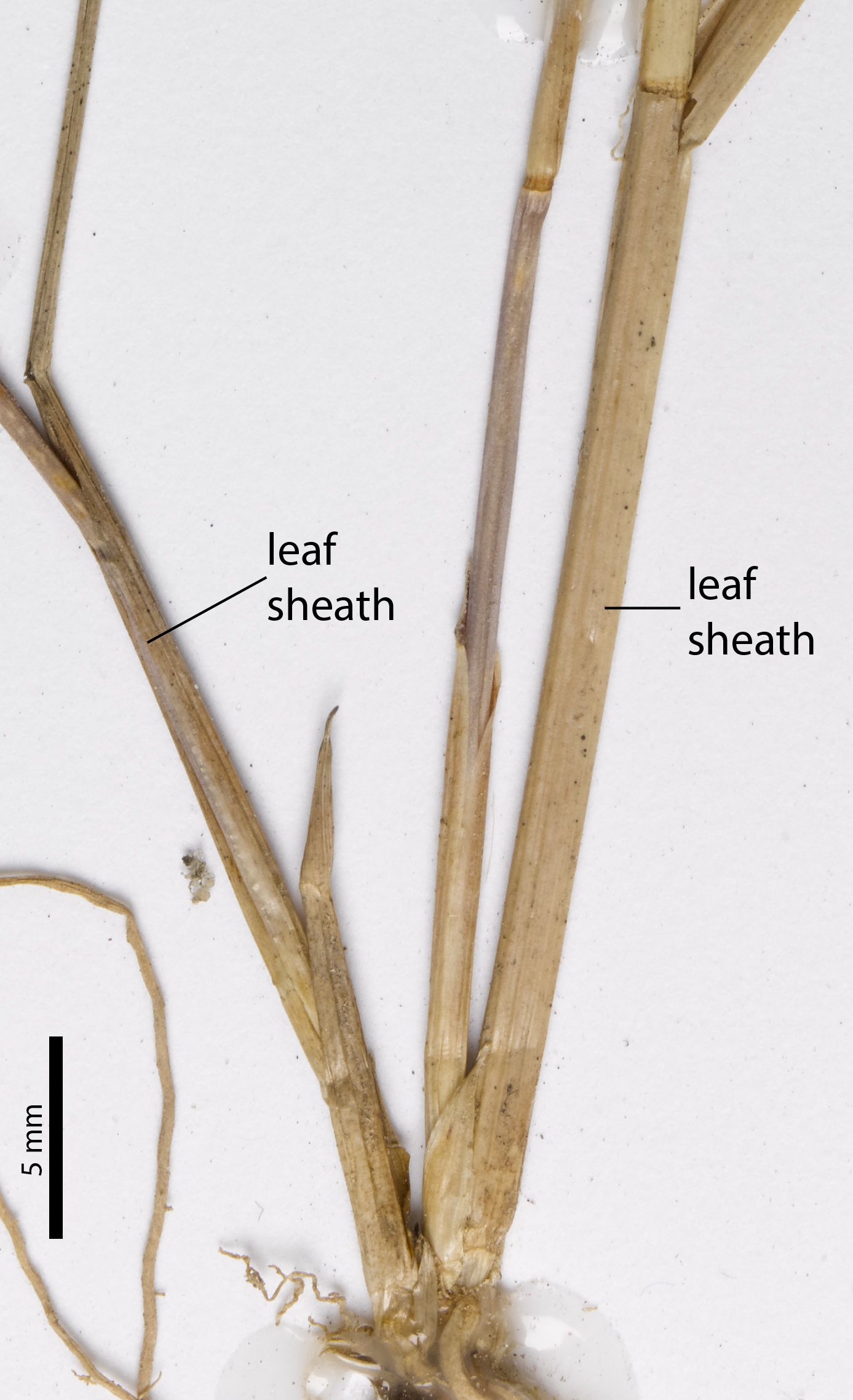 Fig. 6. Stem section of a pressed herbarium specimen showing hairless leaf sheath in Ectrosia ovata (MBA6492).