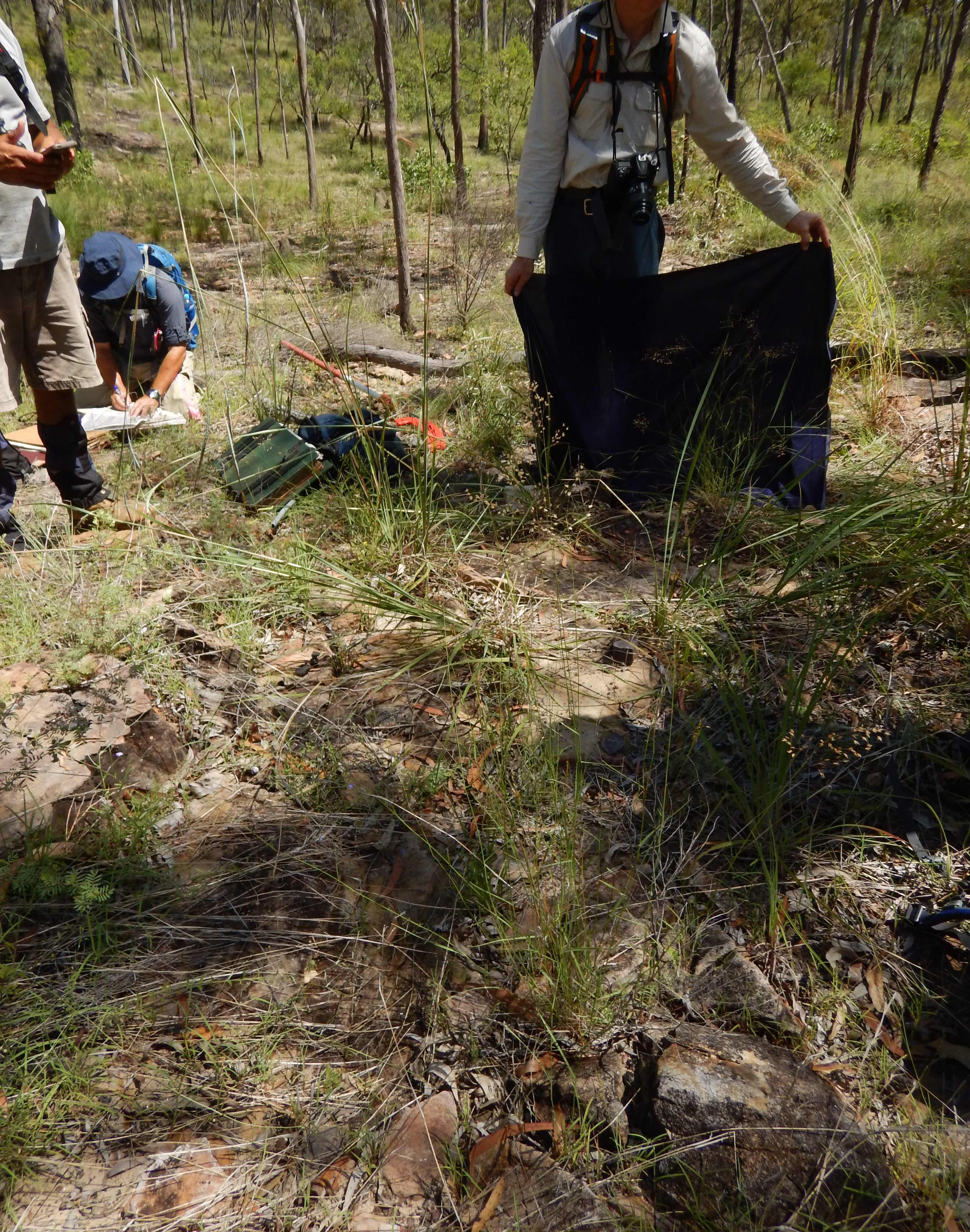 Fig. 6. Image of habitat where Eriachne obtusa (CNS145177) was collected and photographed. 