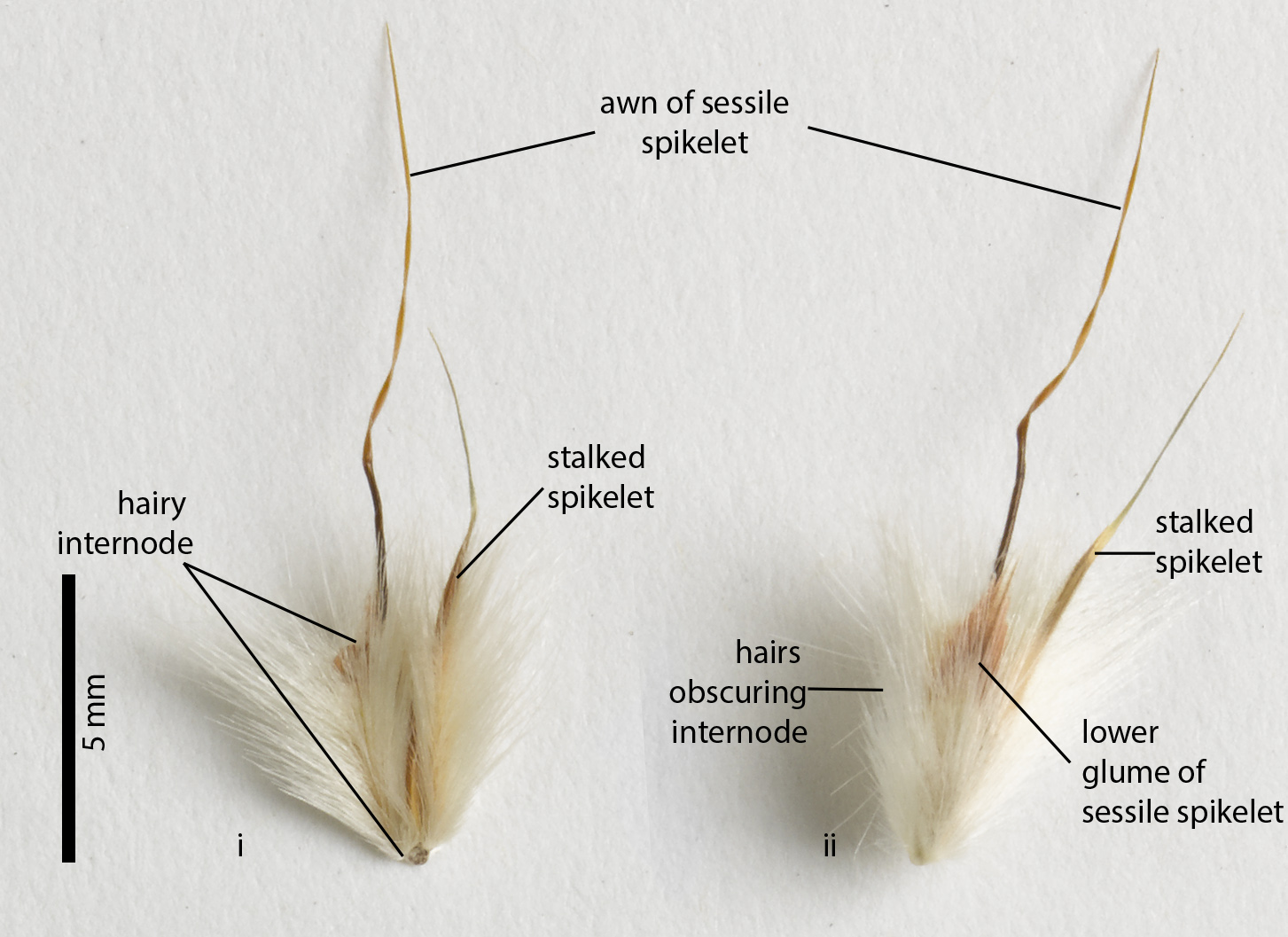 Fig. 6. Image of two spikelet pairs from a pressed specimen of the ‘hairy form’ of Schizachyrium fragile (MBA7215). i) back of spikelet pair with internode obscured by hairs; ii) front of spikelet pair with internode obscured by long hairs and with only the apex and winged margin of lower glume of sessile spikelet visible.