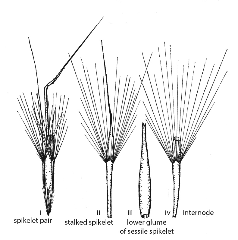 Fig 7b. Line drawings of Schizachyrium crinizonatum spikelet pair (reproduced from Blake 1974). Showing i) spikelet pair with internode, ii) stalked spikelet with horizontal band of hairs, iii) lower glume of sessile spikelet, iv) internode with horizontal band of hairs. (CC By: S.T.Blake).