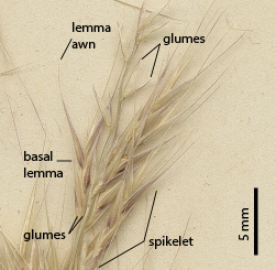 Fig. 8. Section of infloresence on a pressed herbarium specimen of Ectrosia appressa (MBA6493) showing individual spikelet and spikelet details.