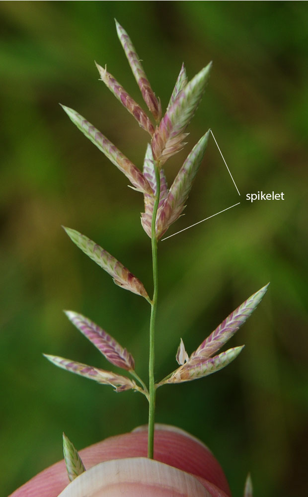 Fig. 8.Image of infloresence of Eragrostis cummingii showing awnless spikelets. (CC By: RJ Cumming d50182a).