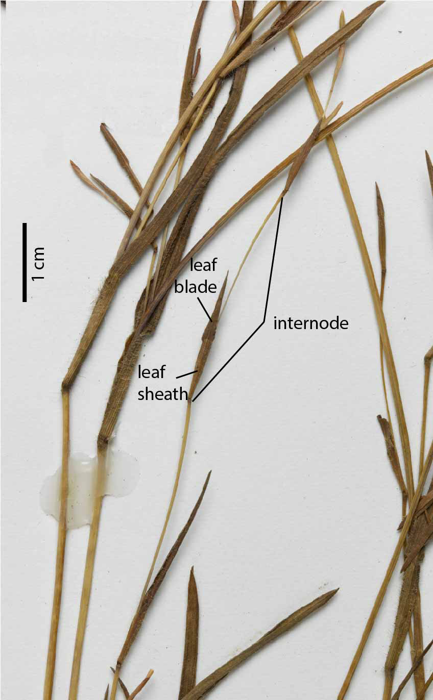 Fig. 8. Sheet of pressed herbarium specimen of Thaumastochloa rariflora showing leaf sheaths < 1/3 internode (MBA7333).