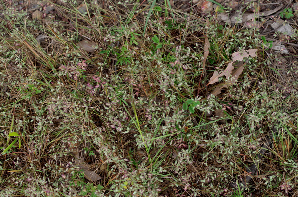 Fig. 9. Image of Ectrosia nervilemma plants in situ. (CC By: RJCumming d77323a)