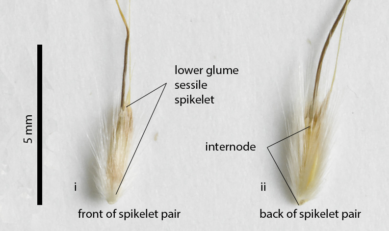 Fig. 9. Image of two spikelet pairs from a pressed specimen of Schizachyrium perplexum (MBA7219). i) front of spikelet pair with lower glume of sessile spikelet visible and with tapered apex; ii) back of spikelet pair with internode obscured by long hairs and narrowly tapering at base.