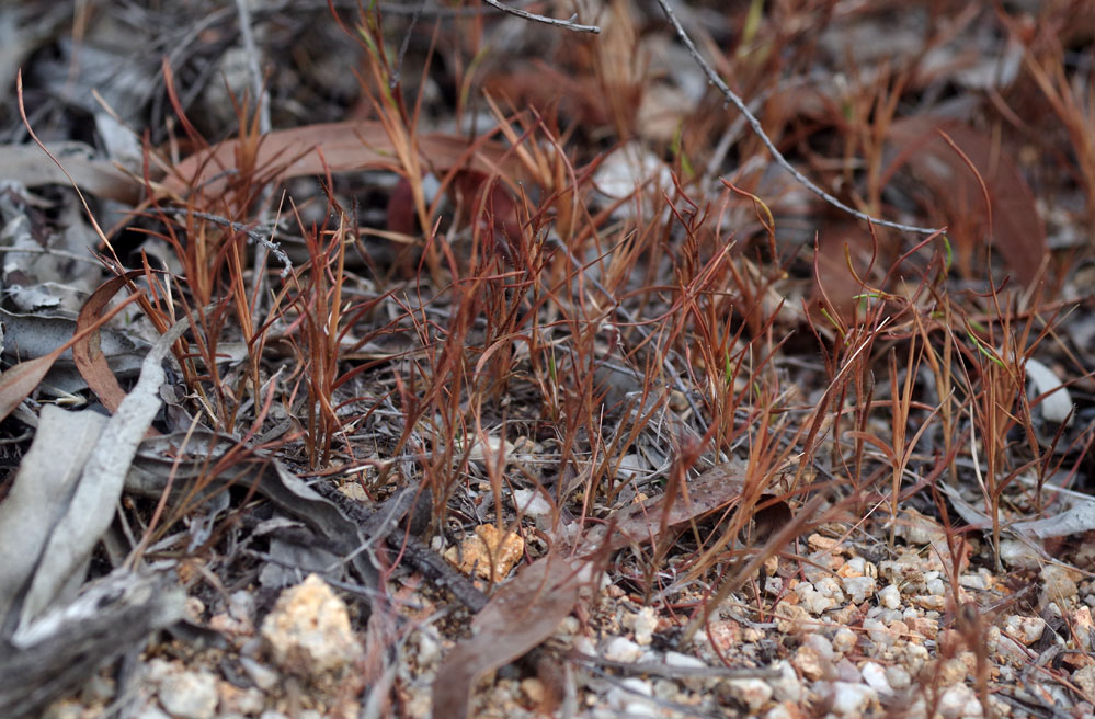 Fig. 9. Thaumastochloa major plants in situ. (CC By: RJCumming d77307dra).