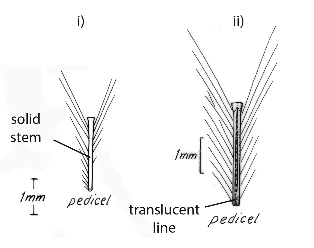Fig. 9. Line drawing reproduced from Cowie et al (2002) of the pedicels (the stalk of stalked spikelets) of i) Dichanthium sericeum, and ii) Borthriochloa bladhii. Showing solid pedicel for D. sericeum and translucent line for Bothriochloa bladhii. (CC By: Monika Osterkamp Madsen)