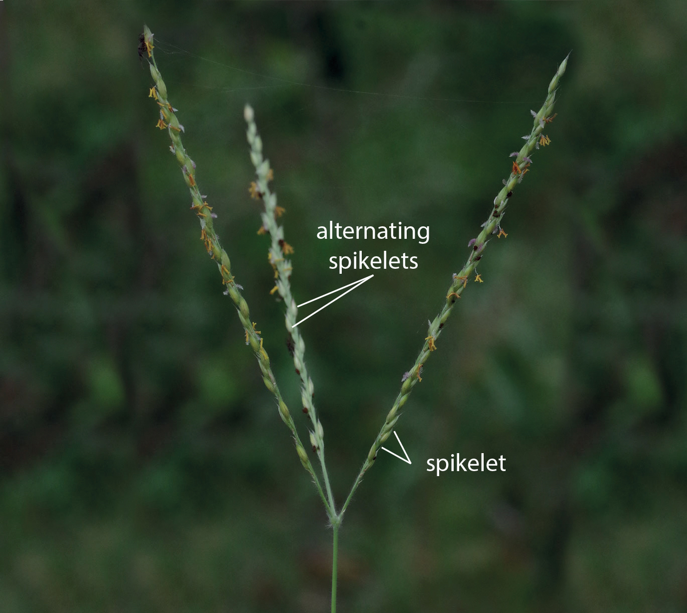 Image of inflorescence of Alloteropsis semialata showing three branches of flowering head and arrangement of spikelets
