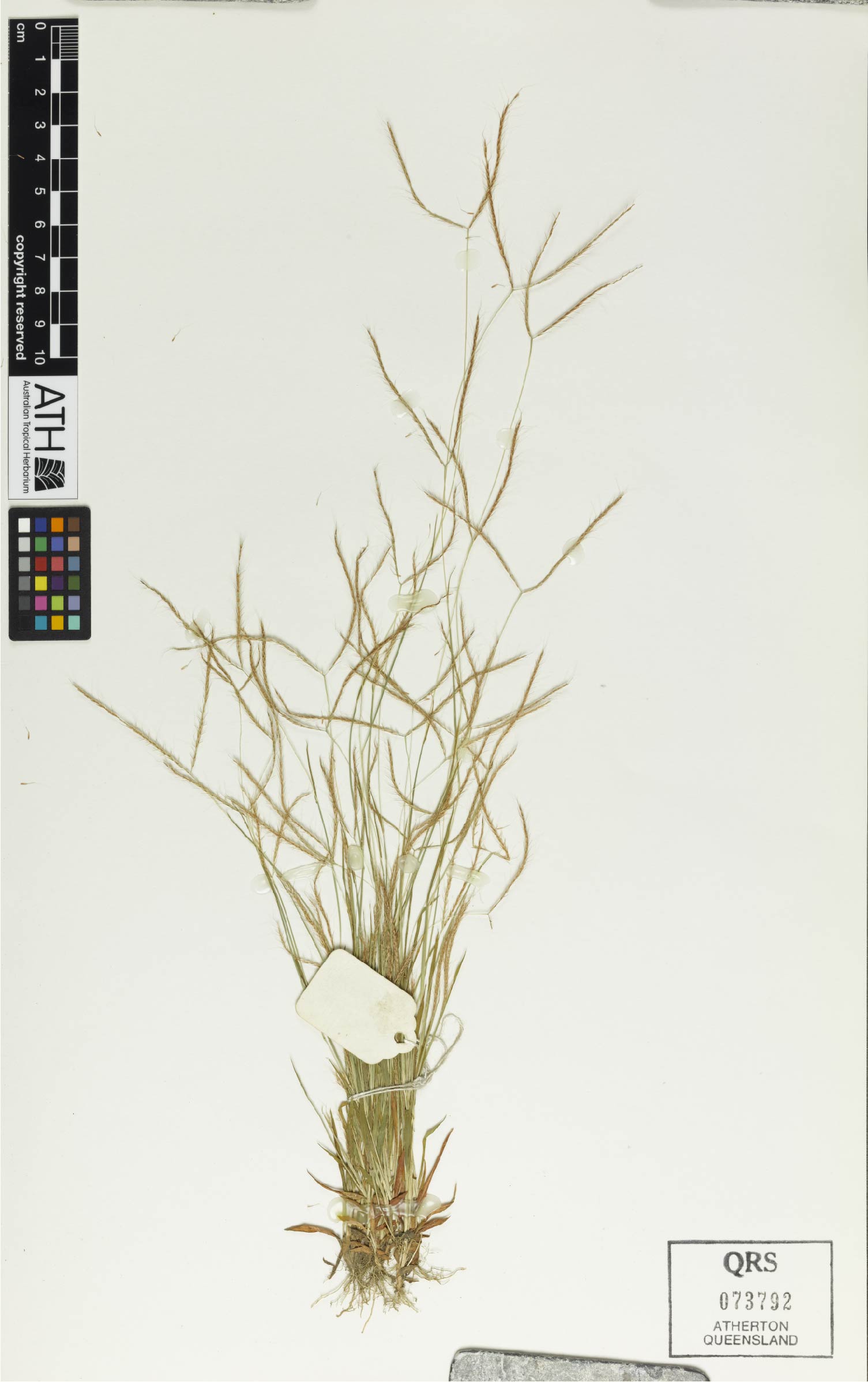 Fig. 1. Herbarium sheet of Dimeria ornithopoda (QRS73792)