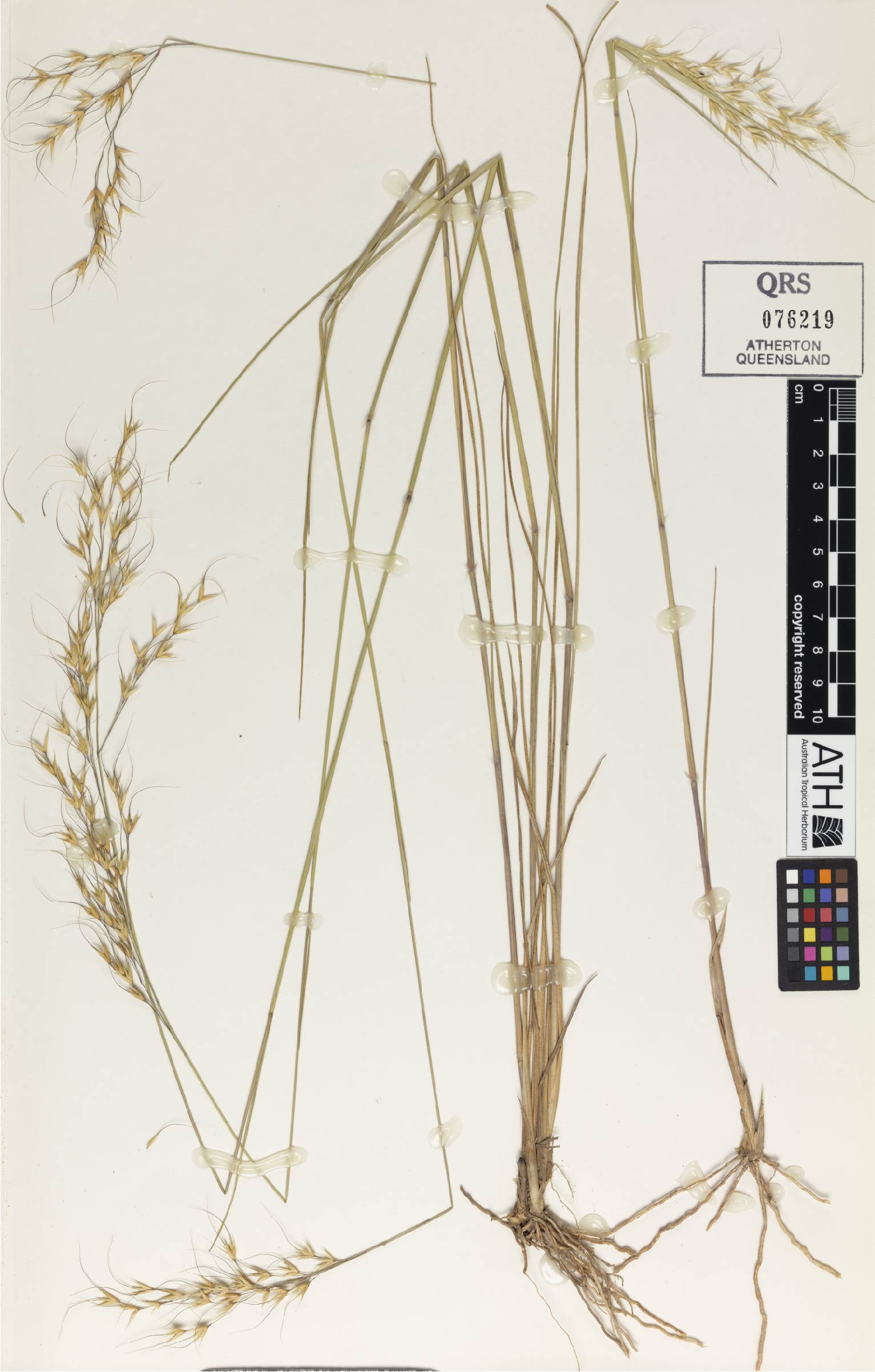 Fig. 1. Herbarium sheet of Eriachne burkittii (QRS76219)