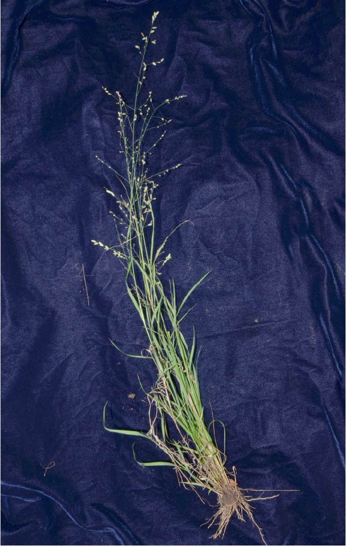 Fig. 1a. Habit of Eragrostis jacobsiana (DMC1528)