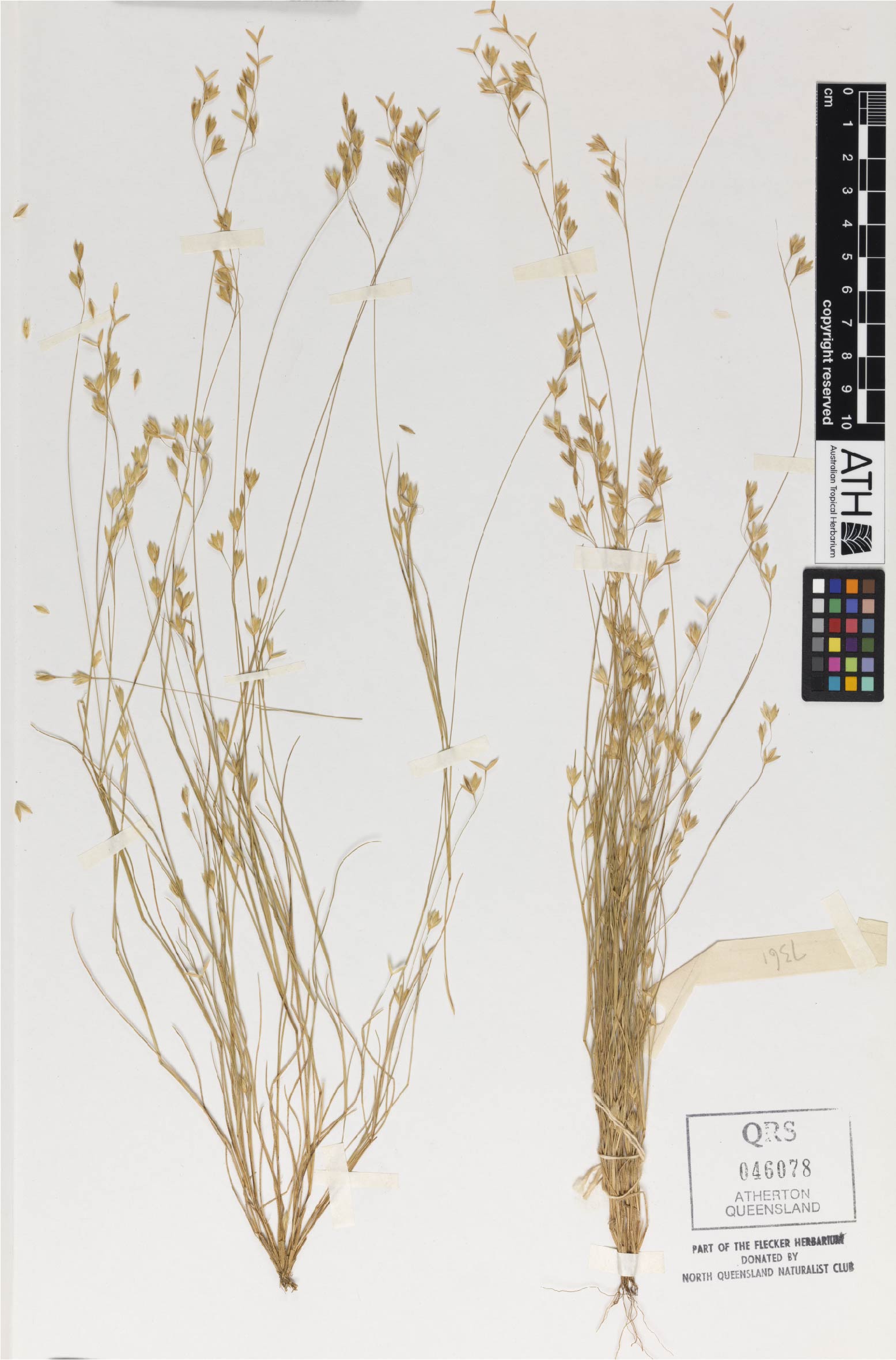 Fig. 1. Herbarium sheet of Eriachne melicacea (QRS46078)