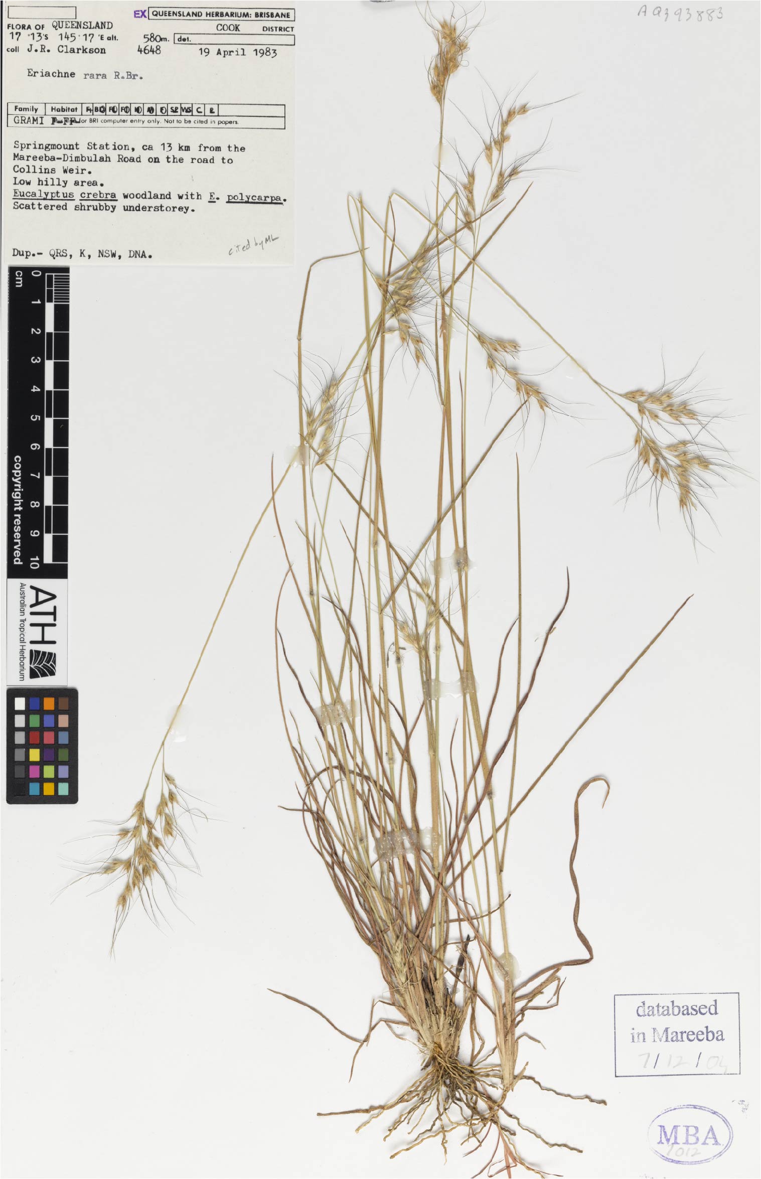 Fig. 1. Herbarium sheet of Eriachne rara (MBA7012)
