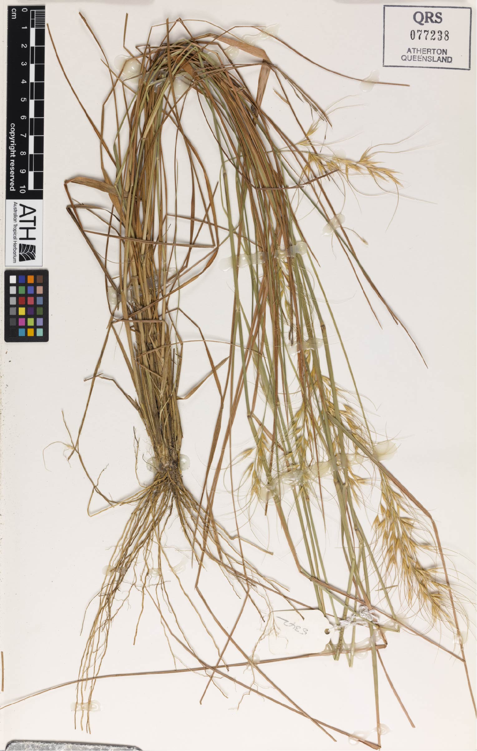 Fig. 1. Herbarium sheet of Eriachne stipacea (QRS77238)